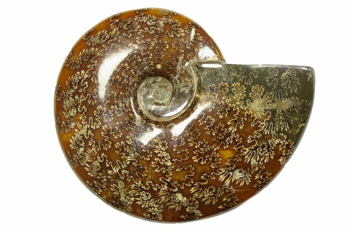 Polished Ammonite (Cleoniceras) Fossil - Madagascar #283428